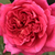 Roșu - Trandafir teahibrid - L'Ami des Jardins